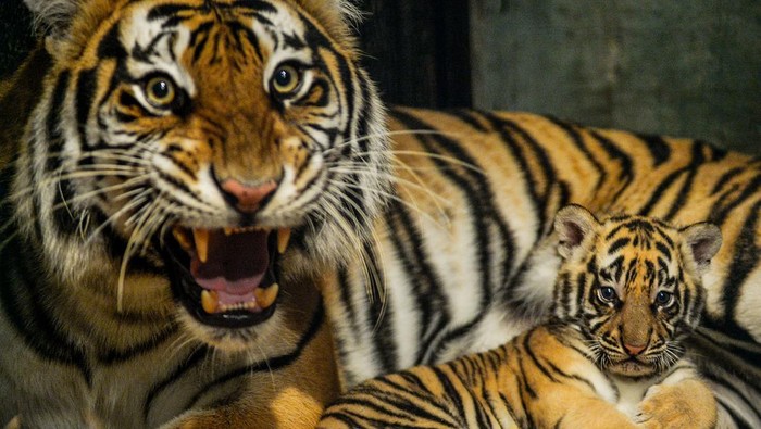 Induk Harimau Benggala (Panthera Tigris Tigris) menjaga dua anaknya yang baru lahir di Kebun Binatang Bandung, Bandung, Jawa Barat, Senin (18/8/2025). Kebun Binatang Bandung memiliki koleksi Harimau Benggala (Phantera Tigris Tigris) baru sebanyak dua ekor yang lahir pada 12 Juli 2025 dari pasangan yang bernama Jelita (betina) 4,5 tahun dan Sarukh Khan (jantan) 22 tahun, dengan kelahiran tersebut kini Kebun Binatang Bandung memiliki lima ekor Harimau Benggala (Phantera Tigris Tigris). ANTARA FOTO/Raisan Al Farisi
