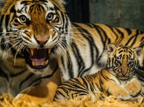 Geger Harimau Ditemukan Mati dalam Mobil di Malaysia