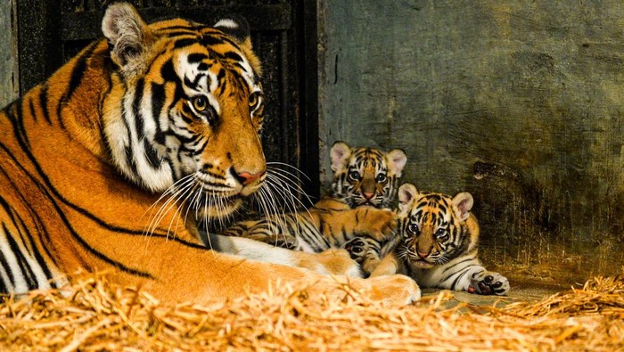 Jelita dan Sarukh Khan Lahirkan Dua Anak Harimau di Bandung Zoo Induk Harimau Benggala (Panthera Tigris Tigris) menjaga dua anaknya yang baru lahir di Kebun Binatang Bandung, Bandung, Jawa Barat, Senin (18/8/2025). Kebun Binatang Bandung memiliki koleksi Harimau Benggala (Phantera Tigris Tigris) baru sebanyak dua ekor yang lahir pada 12 Juli 2025 dari pasangan yang bernama Jelita (betina) 4,5 tahun dan Sarukh Khan (jantan) 22 tahun, dengan kelahiran tersebut kini Kebun Binatang Bandung memiliki lima ekor Harimau Benggala (Phantera Tigris Tigris). ANTARA FOTO/Raisan Al Farisi