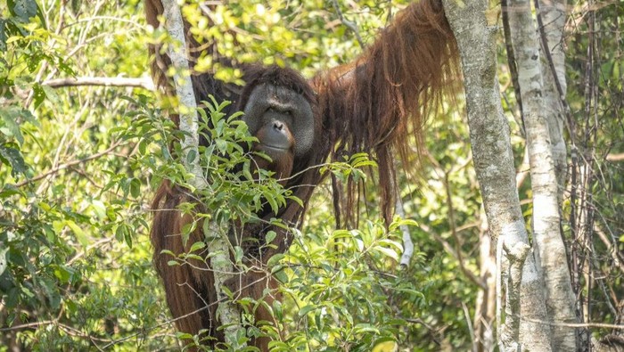 Jojo, orang utan yang dilepasliarkan ke enclosure hutan semi-liar Ketapang, Kalimantan Barat, setelah terkurung 20 tahun.