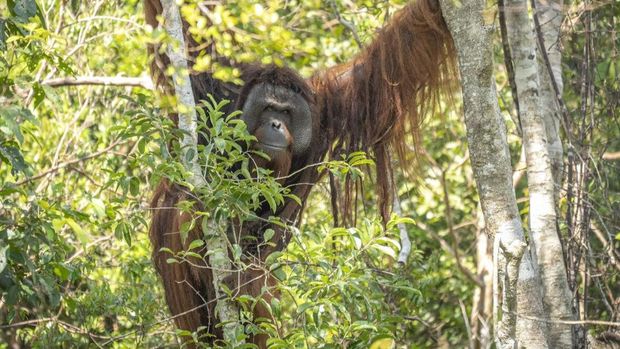 Jojo, orang utan yang dilepasliarkan ke enclosure hutan semi-liar Ketapang, Kalimantan Barat, setelah terkurung 20 tahun.