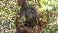Kini Jojo telah dilepasliarkan ke hutan buatan di Desa Sungai Awan Kiri, Muara Pawan, Ketapang, Kalimantan Barat. Ini dilakukan dalam rangka memperingati Hari Orangutan Internasional yang diperingati setiap 19 Agustus. Foto: dok YIARI Ketapang