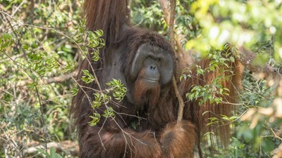 Potret Jojo, Orang Utan yang Merdeka Setelah Terkurung 20 Tahun