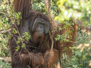 Orang Utan Diperdagangkan, Pakar UGM: Penyebabnya Ekonomi Sulit-Penegakan Hukum Lemah