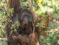 Potret Jojo, Orang Utan yang Merdeka Setelah Terkurung 20 Tahun