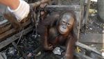 Potret Jojo, Orang Utan yang Merdeka Setelah Terkurung 20 Tahun