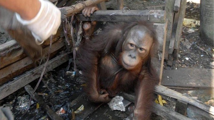 Jojo, orang utan yang dilepasliarkan ke enclosure hutan semi-liar Ketapang, Kalimantan Barat, setelah terkurung 20 tahun.