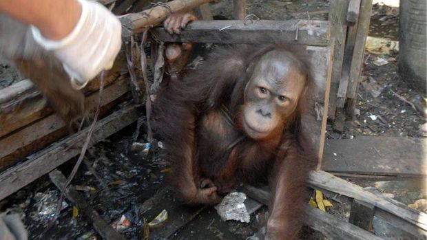 Jojo, orang utan yang dilepasliarkan ke enclosure hutan semi-liar Ketapang, Kalimantan Barat, setelah terkurung 20 tahun.