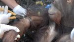 Potret Jojo, Orang Utan yang Merdeka Setelah Terkurung 20 Tahun