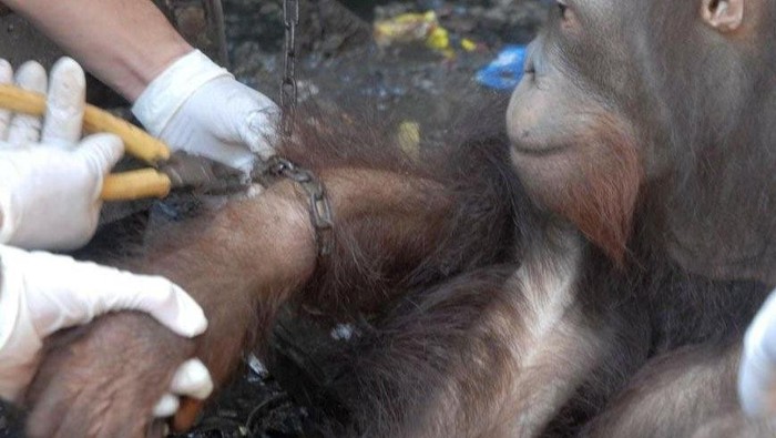 Jojo, orang utan yang dilepasliarkan ke enclosure hutan semi-liar Ketapang, Kalimantan Barat, setelah terkurung 20 tahun.