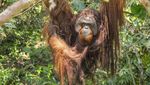 Potret Jojo, Orang Utan yang Merdeka Setelah Terkurung 20 Tahun