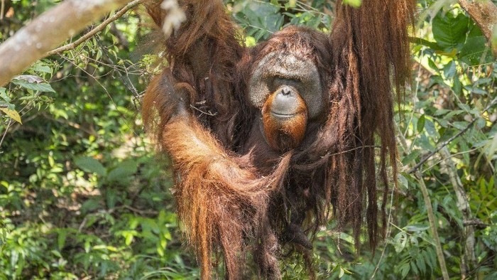 Jojo, orang utan yang dilepasliarkan ke enclosure hutan semi-liar Ketapang, Kalimantan Barat, setelah terkurung 20 tahun.