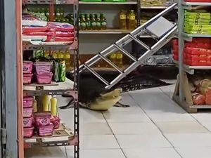 Heboh Buaya Masuk Minimarket di Pulau Taliabu, Damkar Evakuasi