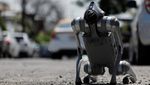 Aksi Anjing Robot Kampanyekan Peduli Hewan Terlantar di Meksiko