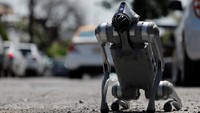 Selain mengajarkan kebaikan, Waldog juga mencatat kondisi jalanan, seperti sampah, lubang jalan, hingga keberadaan anjing liar di sekitar Monterrey. Foto: REUTERS/Daniel Becerril