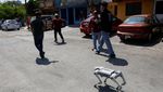 Aksi Anjing Robot Kampanyekan Peduli Hewan Terlantar di Meksiko