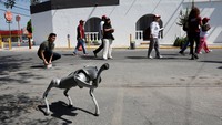 Waldog, anjing robot seukuran beagle, berjalan di kawasan Santa Catarina. Dengan suara ramah, ia mengingatkan warga agar lebih peduli pada hak-hak hewan. Foto: REUTERS/Daniel Becerril