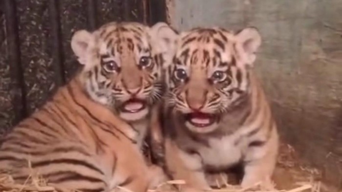 Dua bayi harimau benggala yang lahir di Bandung Zoo