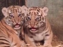Dua Anak Harimau Lahir di Tengah Kisruh Bandung Zoo