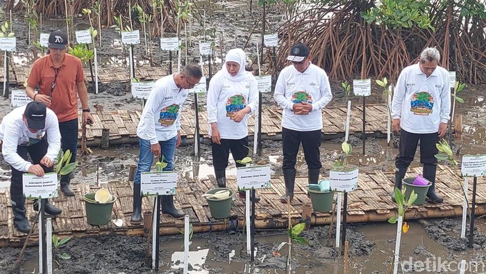 Gubernur Jatim Tanam Mangrove di Pantai Bahak Probolinggo