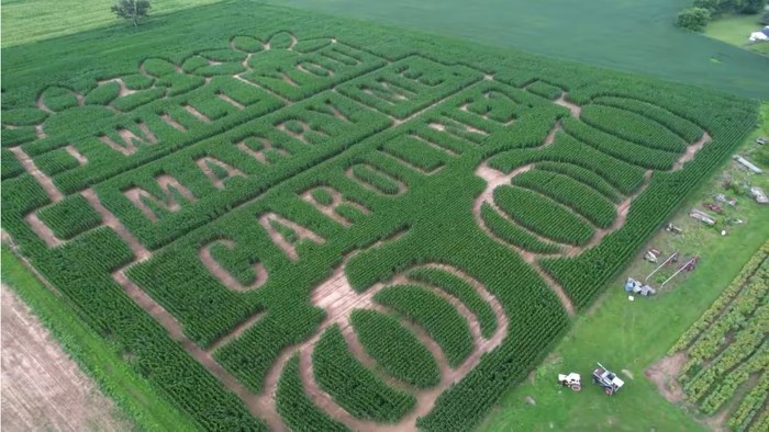 Lamaran Pernikahan Unik di Ladang Jagung