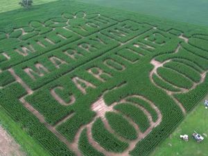 Kreatif dan Romantis! Pria Bikin Labirin di Ladang Jagung untuk Melamar Pacar