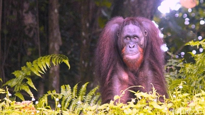Orangutan Kalimantan.