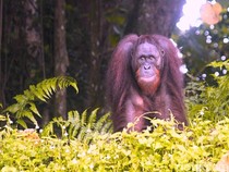 Hari Orang Utan Sedunia 2025, CAN Soroti Kondisi Habitat di Kaltim