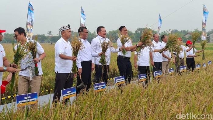 Panen yang masuk dalam program ‘Jaksa Mandiri Pangan’ menjadi langkah nyata sinergi antara Kejaksaan RI, Kementerian Pertanian, Perum BULOG, PT Pupuk Indonesia (Persero), serta Pemerintah Provinsi Jawa Barat.