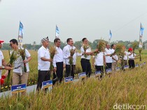 Lahan Sitaan Benny Tjokro Digarap Jadi Sawah, Bisa Hasilkan 2.640 Ton Gabah