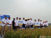 Kejagung Pakai Lahan Sitaan Kasus Korupsi ASABRI, Bisa Panen 2.640 Ton Gabah