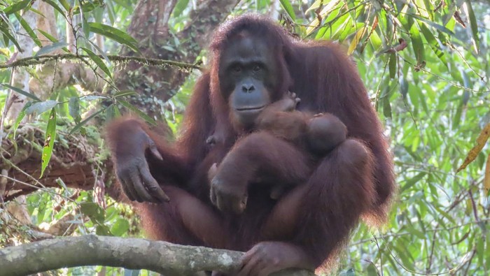 Santi orangutan di TN Bukit Baka Bukit Raya melahirkan bayi betina, Julia.