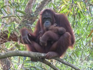 Kabar Gembira! Orangutan Kalimantan Lahirkan Seekor Bayi Betina