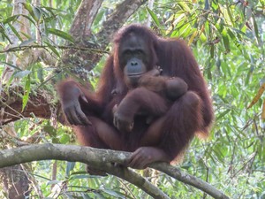 Kabar Gembira! Orangutan Kalimantan Lahirkan Seekor Bayi Betina