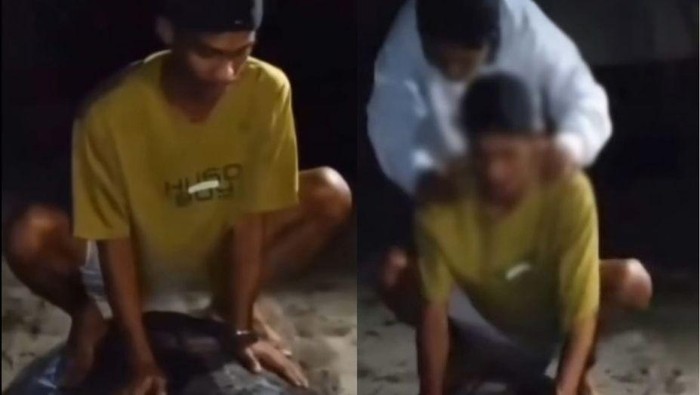 Viral pemuda tunggangi penyu hijau di Pulau Derawan.