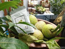 Potensi Sukun Jadi Jalan Baru Kedaulatan Pangan Negeri