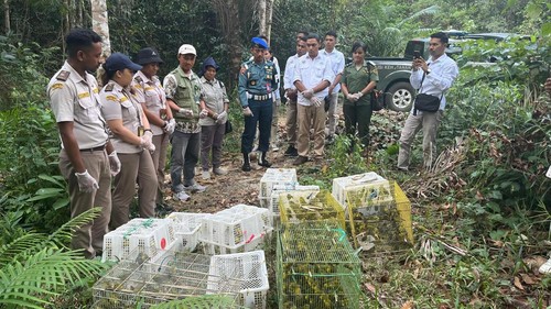 Petugas gabungan saat melepasliarkan burung di Hutan Lindung Nggorang Bowosie, Kecamatan Komodo, Kabupaten Manggarai Barat, NTT, Selasa (19/8/2025).