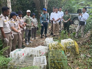 Penyelundupan 1.000 Burung Pleci dari Labuan Bajo ke Surabaya Digagalkan