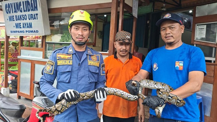 Damkar Bogor evakuasi ular sanca yang muncul di kamar mandi rumah warga.