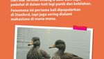 Infografis: Mengenal Duck Syndrome