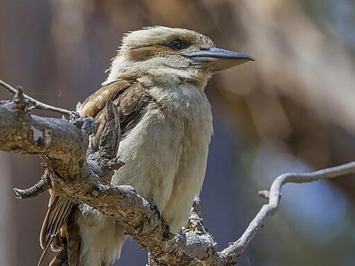 kookaburra tertawa