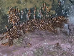 Fenomena Aneh Ribuan Lele Bumblebee Merayap ke Luar Sungai