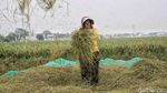 Panen Raya Padi di Pulo Timaha Kabupaten Bekasi