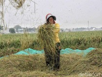 Penjaminan KUR Pertanian Capai Rp 35,78 T, Total 650 Ribu Penerima