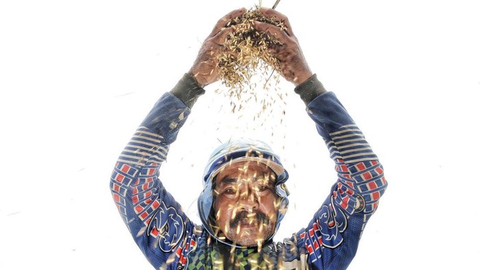 Petani Pulo Timaha panen raya dengan hasil melimpah. Panen ini jadi wujud kerja keras sekaligus mempererat solidaritas warga desa.