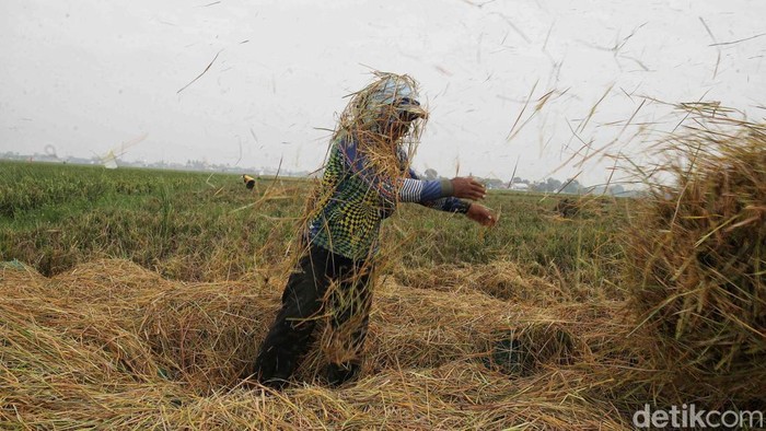 Petani Pulo Timaha panen raya dengan hasil melimpah. Panen ini jadi wujud kerja keras sekaligus mempererat solidaritas warga desa.