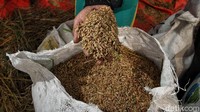 Dengan hasil panen yang berlimpah, masyarakat Pulo Timaha optimistis bahwa pertanian tetap menjadi sumber harapan dan kesejahteraan. Panen raya ini bukan hanya tentang mengumpulkan hasil bumi, tetapi juga tentang menjaga tradisi, memperkuat solidaritas, dan merawat ketahanan pangan demi masa depan generasi mendatang.