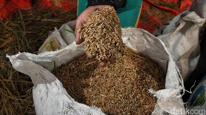 Petani Pulo Timaha panen raya dengan hasil melimpah. Panen ini jadi wujud kerja keras sekaligus mempererat solidaritas warga desa.