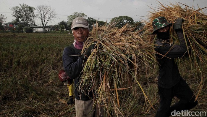 Petani Pulo Timaha panen raya dengan hasil melimpah. Panen ini jadi wujud kerja keras sekaligus mempererat solidaritas warga desa.