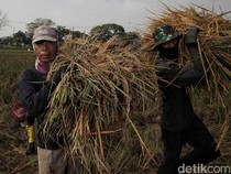 Panen Raya Padi di Pulo Timaha Kabupaten Bekasi